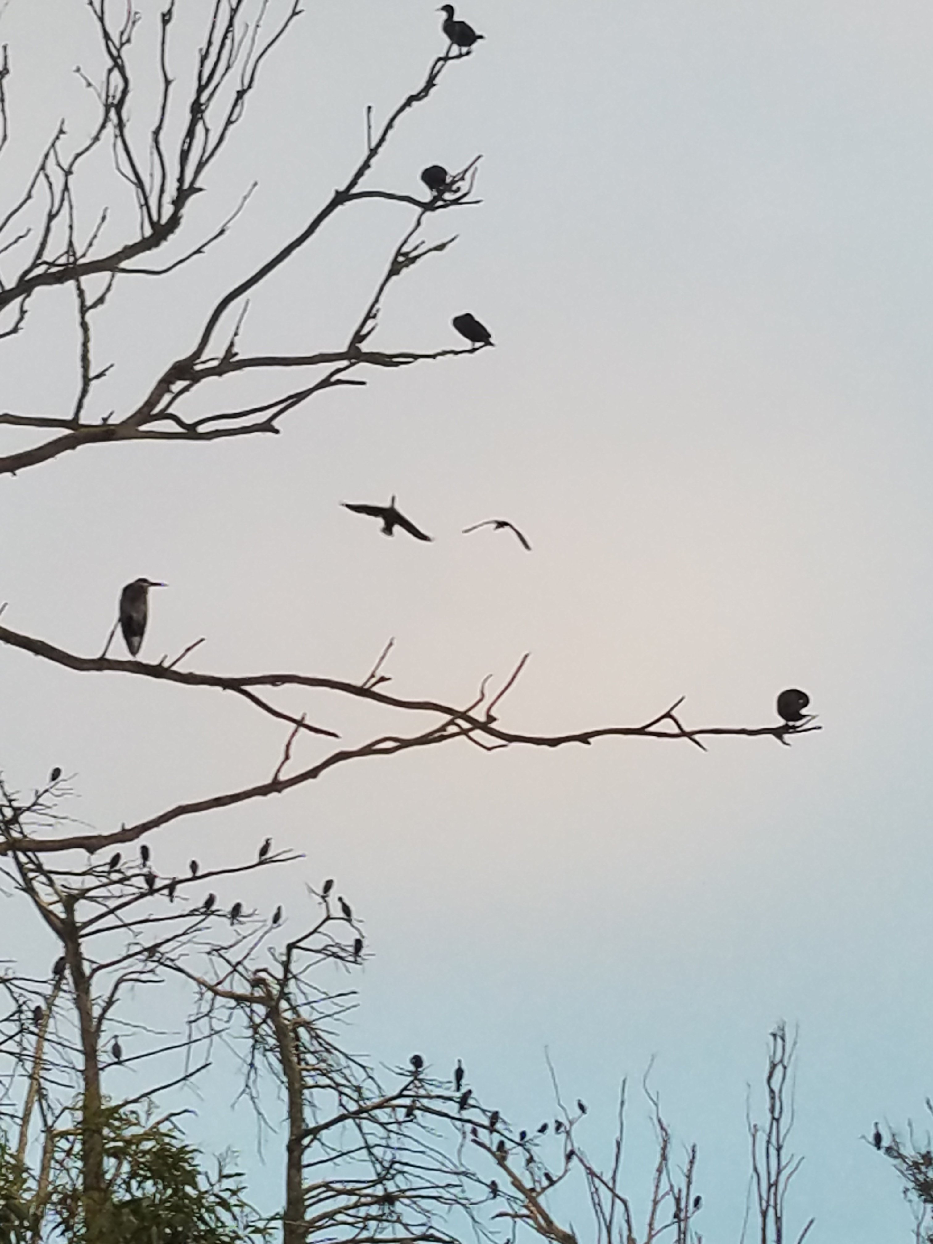 Tree full of birds Birds in leafless tree, grey sky
